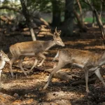 تصاویر؛ گوزن زرد ایرانی در دل دشت ناز