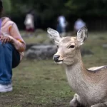 تصاویر؛ پارک نارا و گوزنهای سیکا، نماد فرهنگی ژاپن