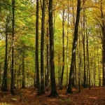 شمال ایران در آستانه بحران محیطزیستی