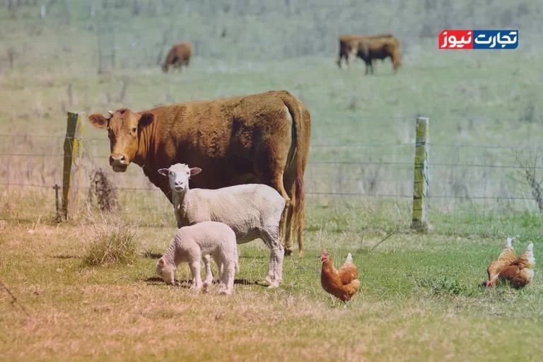 قیمت دام زنده امروز ۱۳ آذر 1404 + جدول