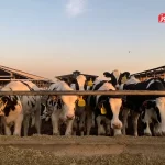 قیمت دام زنده امروز ۱۸ آذر 1404 + جدول