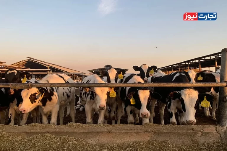 قیمت دام زنده امروز ۱۸ آذر 1404 + جدول