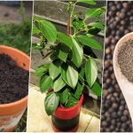 آموزش کاشت فلفل سیاه در گلدان + روش نگهداری