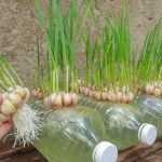 کاشت سیر در بطری پلاستیکی؛ از صفر تا برداشت