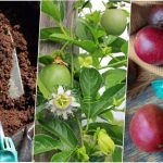 آموزش کاشت دانه پشن فروت در گلدان + روش نگهداری