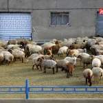 قیمت دام زنده امروز ۱۷ آذر 1404/ گوساله و گوسفند گران شدند + جدول