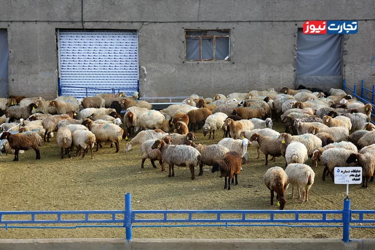 قیمت دام زنده امروز ۱۷ آذر 1404/ گوساله و گوسفند گران شدند + جدول
