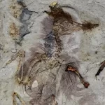 مرگ مرموز پرنده‌ای ۱۲۰ میلیون ساله با بیش از 800 سنگ در گلو