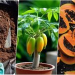 آموزش کاشت پاپایا در گلدان + روش نگهداری