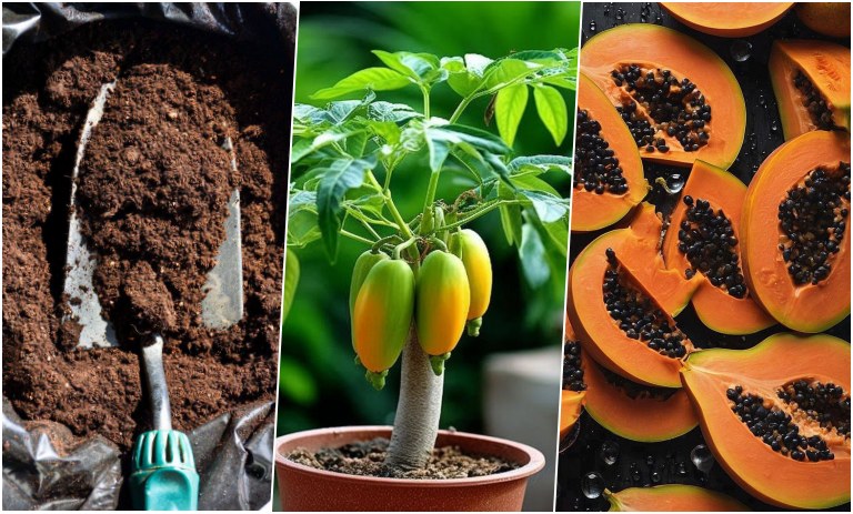 آموزش کاشت پاپایا در گلدان + روش نگهداری