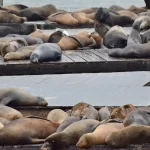 مرگ مرموز فک‌های خزر؛ زنگ خطر برای ایران و همه کشورهای ساحلی