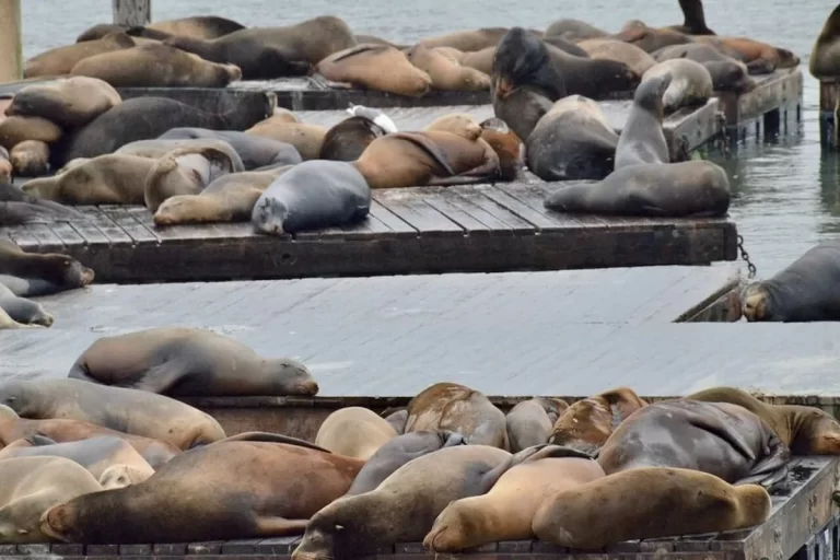 مرگ مرموز فک‌های خزر؛ زنگ خطر برای ایران و همه کشورهای ساحلی