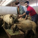 قیمت جدید دام زنده / افزایش قیمت گوسفند و گوساله امروز شنبه ۲۲ آذر