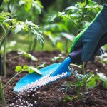 چگونه باغچه‌ای سرسبز و پرمحصول داشته باشیم؟